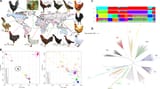 Genome-Wide Population Genetic Analysis of Commercial, Indigenous, Game, and Wild Chickens Using 600K SNP Microarray Data fgene-11-543294-g001