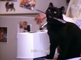 Salem8