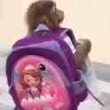 monkey-macaco_thumb.jpg
