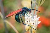 Tarantula Hawk