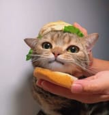 fortune burger 2