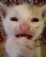 kitten disgust