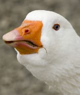 Embden-Goose