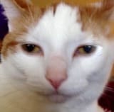 1626902196758