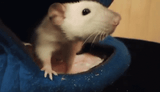 rat8