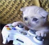 Sad_Gaming_Cat