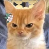 0eL