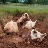 pigs-in-mud-3635129507