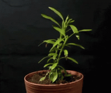 zyra wilting