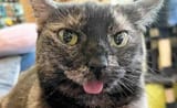 staringblep