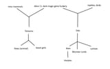 MGQ Taxonomy