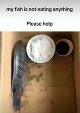 fish not eating