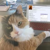 it&#039;s caturday somewhere