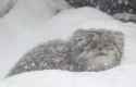 manul stare_thumb.jpg