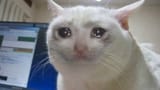 teary-eyed cat