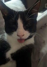 duhhblep