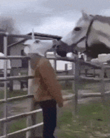 Fellow Horse People