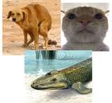 funny mascots that are shit players