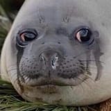 Sad Seal