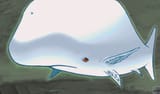 whale