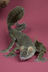 Giant leaf-tailed Gecko stare
