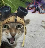 no meow gusta