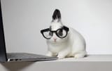 stock-photo-funny-rabbit-with-computer-animal-business-fluffy-easter-bunny-2176027123-transformed