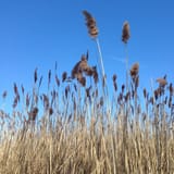 reed