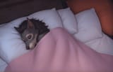 comfy worg