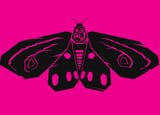 moth