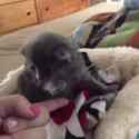 Cat trying to high five_thumb.jpg