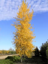 skyfest-cottonwood-768x1024