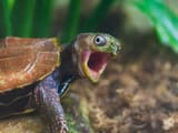 turtle hype