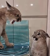 cat on cat violence