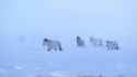 horses_snow_running_thumb.jpg
