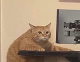cat monitor 5