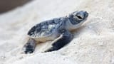 cuteturtle