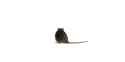 rat dance [sound=files.catbox.moe%2Fmpmyzw.mp4]_thumb.jpg