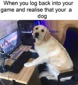 dogamer