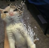 3dckqp
