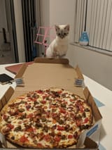cat and pziza