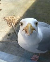 seagull
