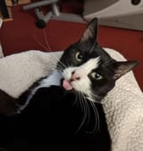 stonefacedblep