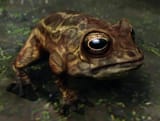 frog