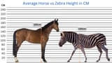Average-Horse-vs-Zebra-Height-in-CM-5