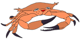 noelle crab