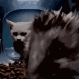 cat