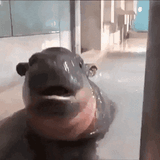 nom-eating