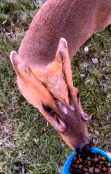 Muntjac