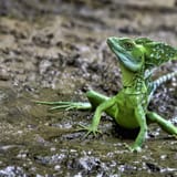 le-lezard-jesus-christ-ce-reptile-qui-a-appris-a-courir-sur-l-eau